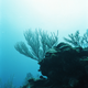 Belize’s barrier reef has suffered bleaching as well, as seen here in 2006.